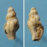 Philbertia adelocosma.