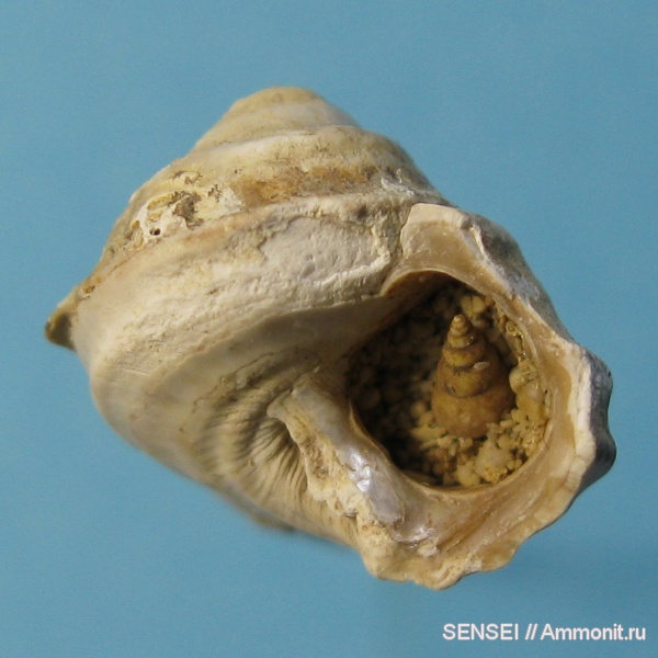 гастроподы, неоген, Кубань