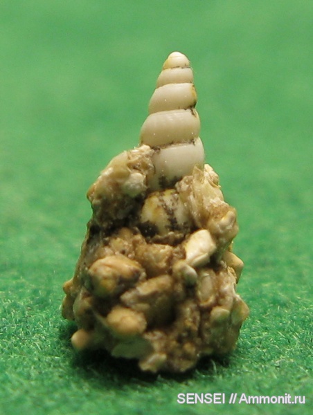 гастроподы, неоген, Кубань