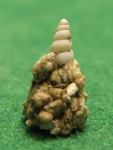 Odostomia Pyramidellidae fm.