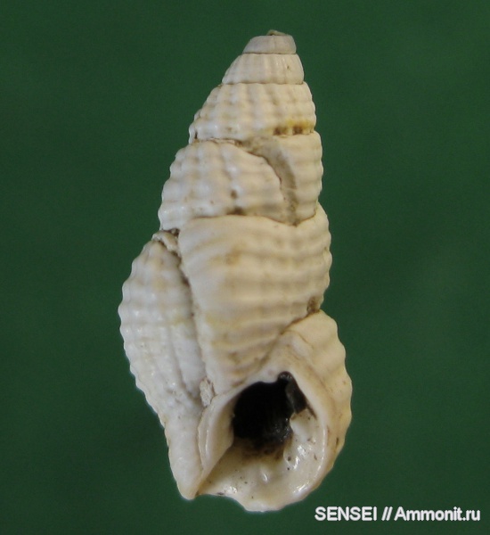 гастроподы, прижизненные повреждения, Кубань, Nassarius scrobiculatus