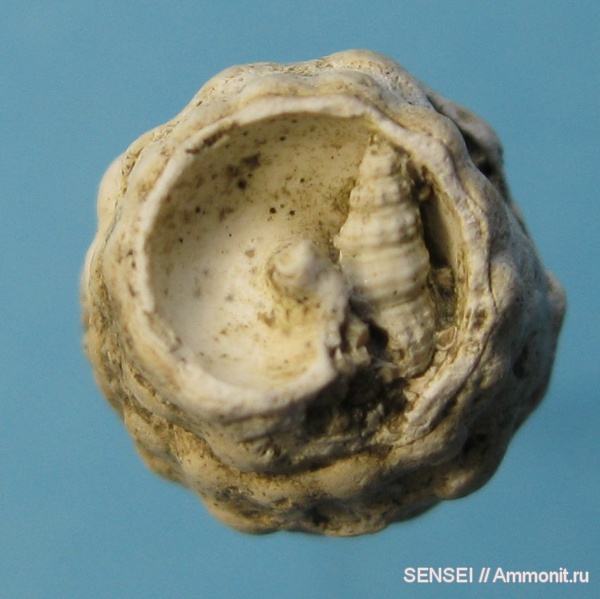 гастроподы, неоген, Кубань