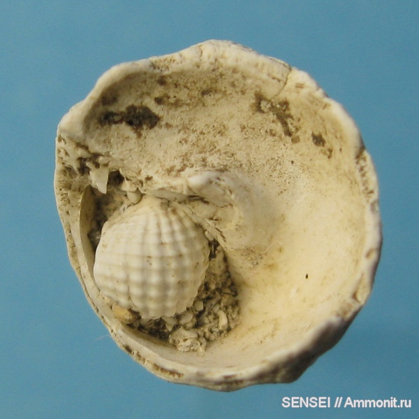 гастроподы, неоген, Кубань