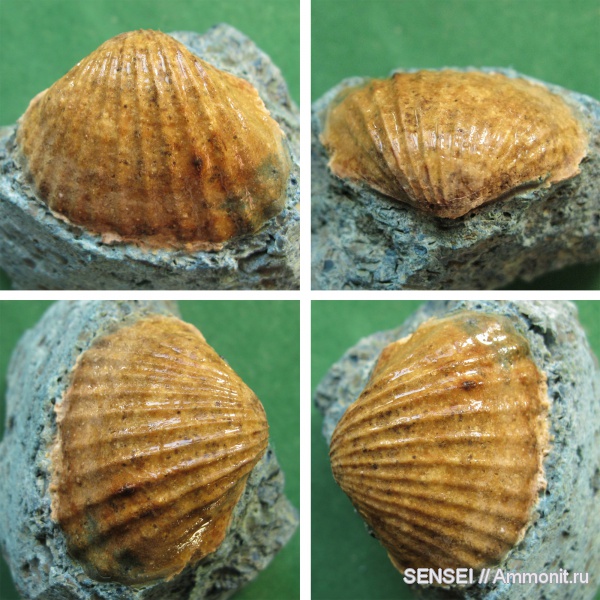 двустворчатые моллюски, Кубань