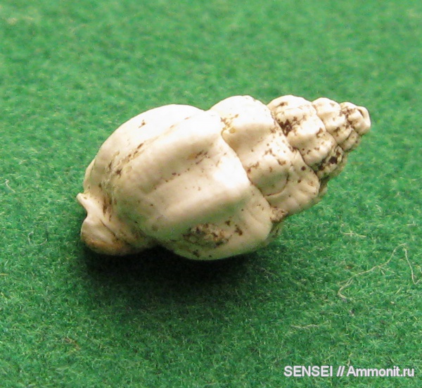 гастроподы, неоген, Кубань, Nassa