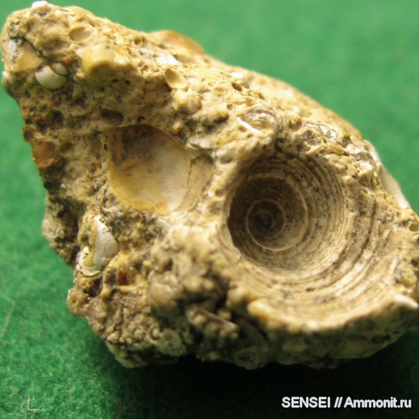 неоген, брюхоногие моллюски, Кубань