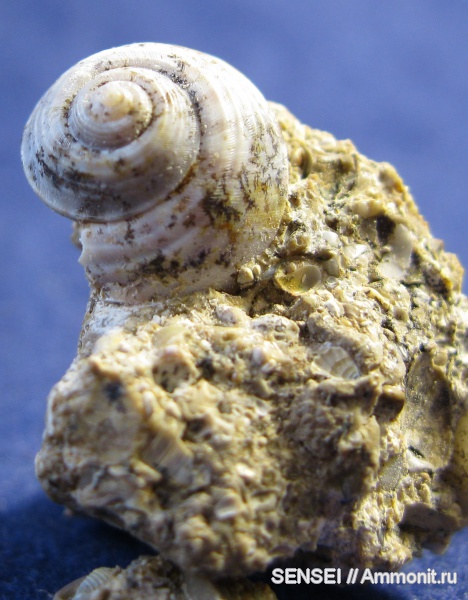 гастроподы, неоген