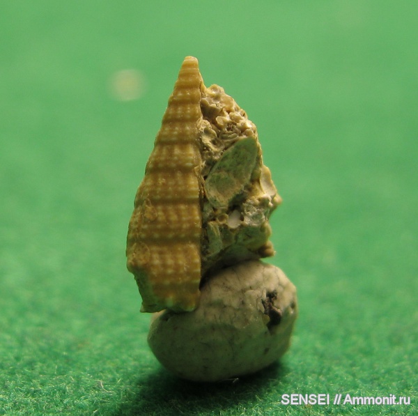 гастроподы, неоген, Кубань