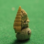 Неогеновая гастропода.