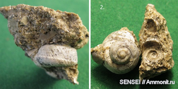 неоген, Кубань, Trochus