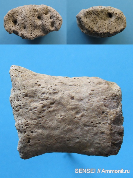 неоген, Cetotherium, Кубань