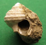 Сезам,откройся!