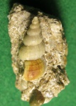 Gastropoda.