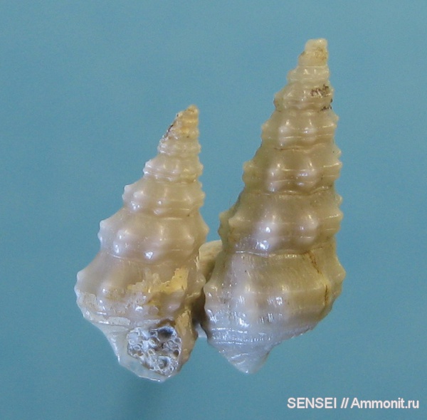 гастроподы, неоген, Cerithium, Кубань, Cerithium orientale