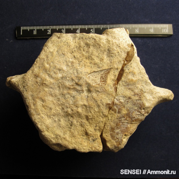 неоген, млекопитающие, Кубань