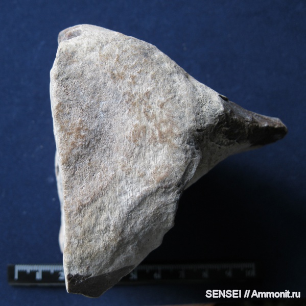 неоген, млекопитающие, Кубань