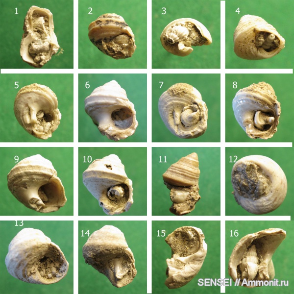 гастроподы, неоген, Кубань, Troсhidae