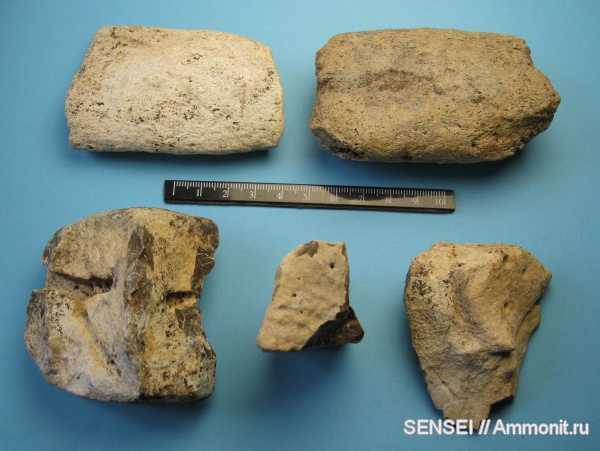 неоген, млекопитающие, Кубань