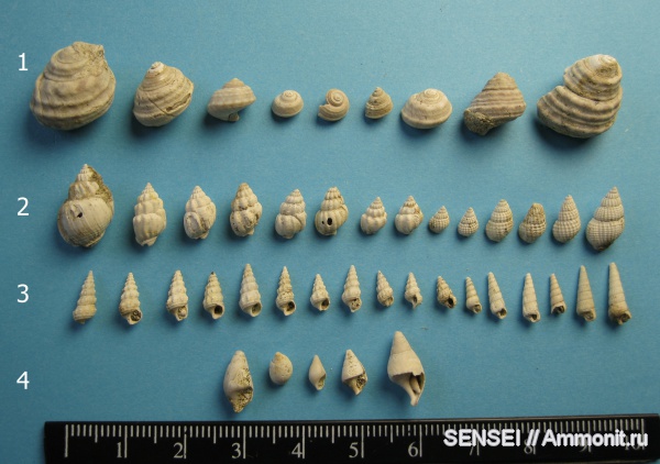 гастроподы, неоген, Кубань