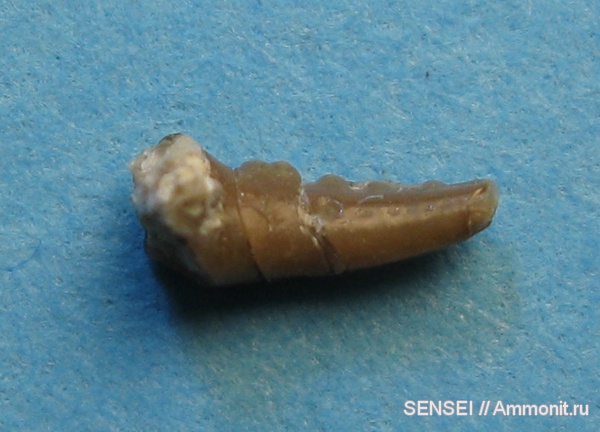 неоген, крабы, Кубань