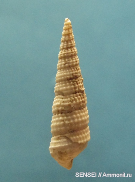 гастроподы, неоген, Cerithium, Кубань