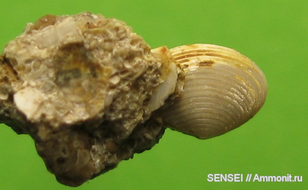 неоген, двустворки, Кубань