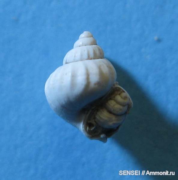 гастроподы, неоген, ?, Кубань