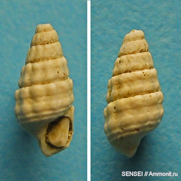 гастроподы, неоген, Кубань, Potamides cicur