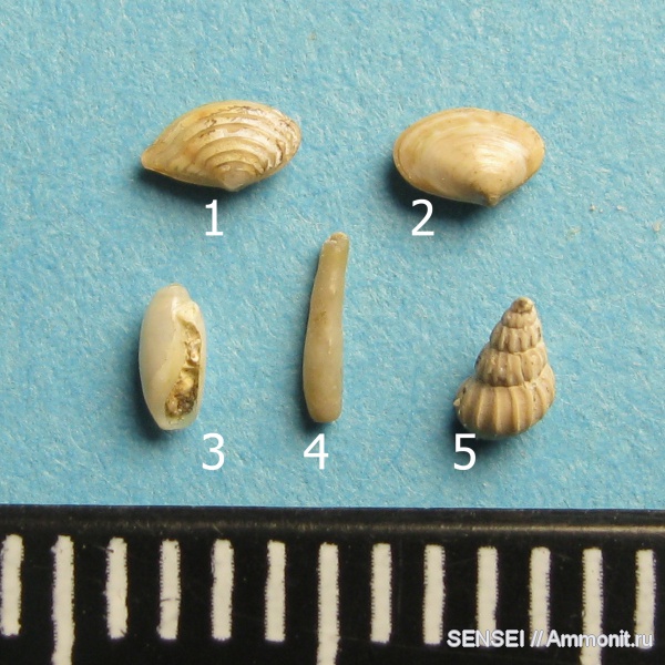 моллюски, неоген, Serpulidae, Mactra, Кубань, Corbula, Cylichnidae