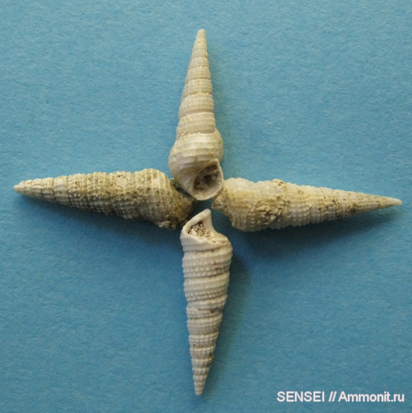 неоген, Кубань