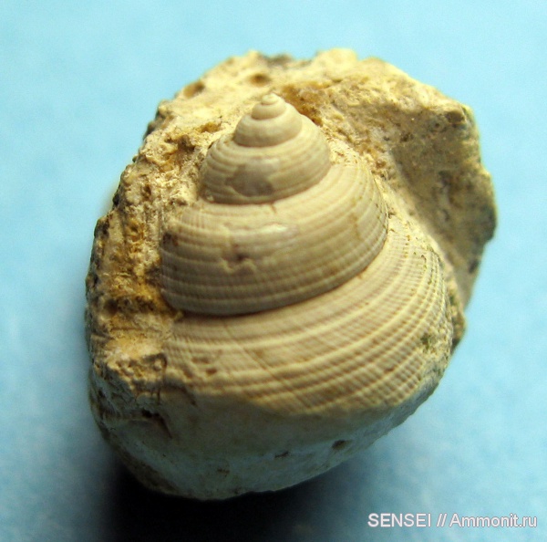 гастроподы, неоген, Кубань, Gibbula kertschensis