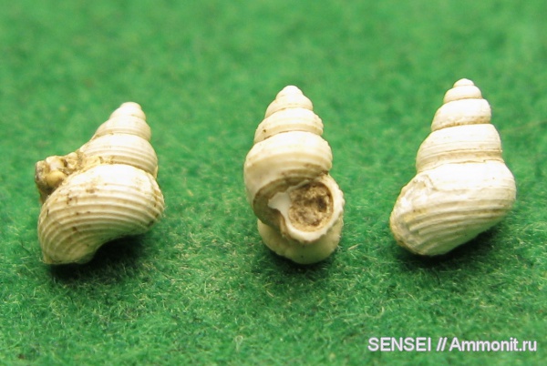 гастроподы, неоген, Кубань, Rissoidae