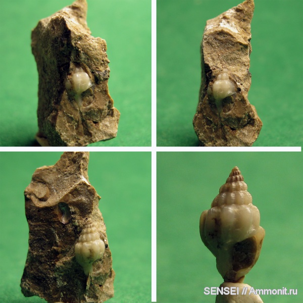 гастроподы, неоген, препарирование, Кубань, Nassa