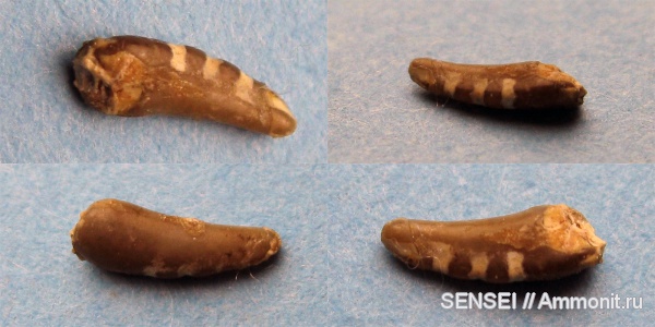 неоген, крабы, Кубань