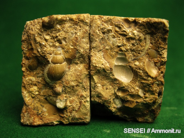 неоген, палеоарт, Кубань