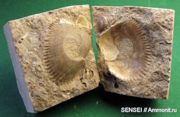 гастроподы, неоген, двустворчатые моллюски, палеоарт, Кубань