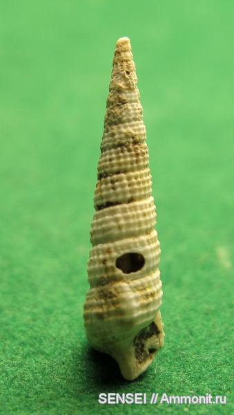 гастроподы, неоген, Cerithium, Кубань