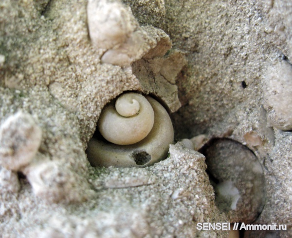 гастроподы, двустворчатые моллюски, Кубань