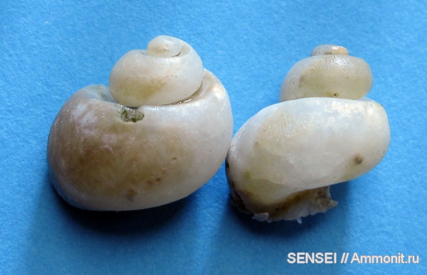 гастроподы, кальцит, Кубань