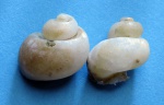 Кальцитовые ядра брюхоногих моллюсков.