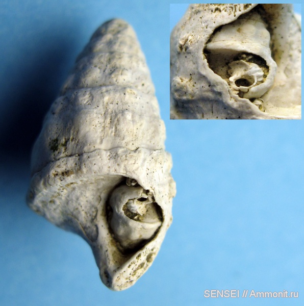 гастроподы, неоген, Кубань