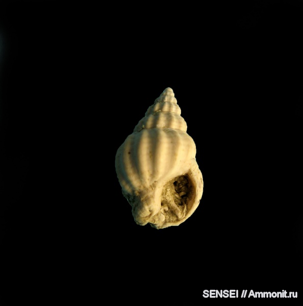 неоген, брюхоногие моллюски, Кубань, Nassariidae, Nassarius contusus