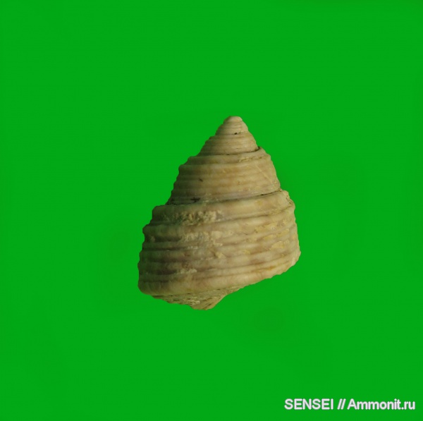 гастроподы, неоген, Кубань