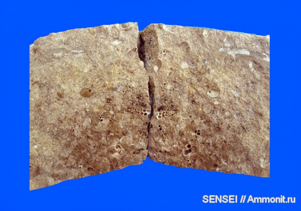 моллюски, неоген, палеоарт, Кубань