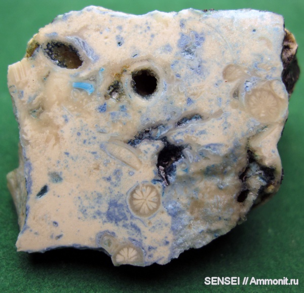 кораллы, Кубань, Scleractinia