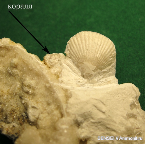 кораллы, двустворки, Chlamys, Кубань