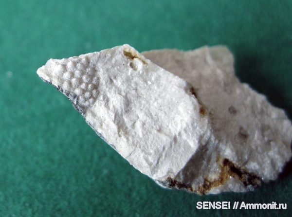 ракообразные, Кубань