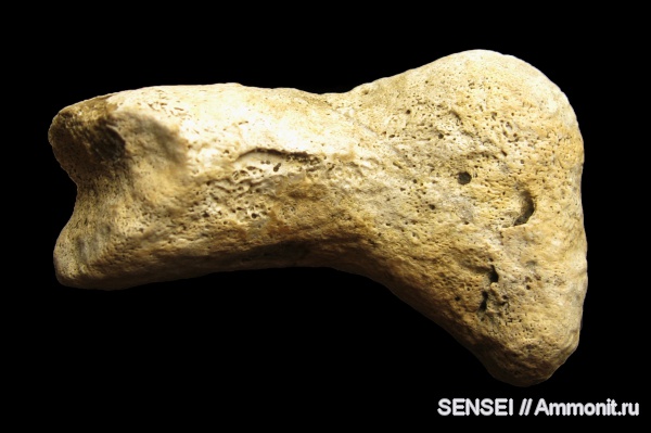 неоген, дельфины, Кубань, Kentriodontidae