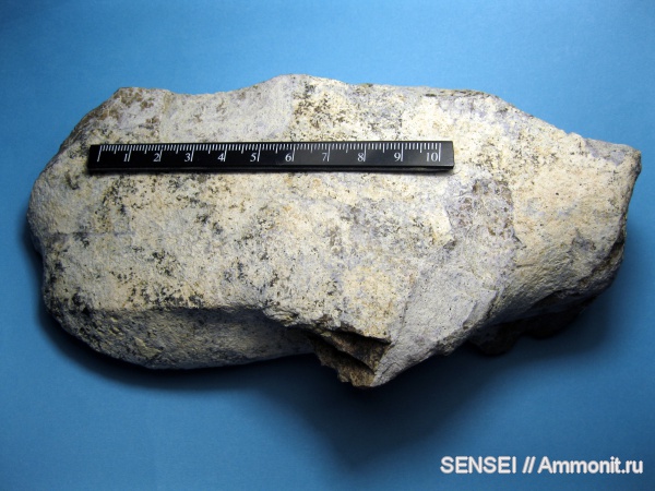 неоген, Cetotherium, Кубань