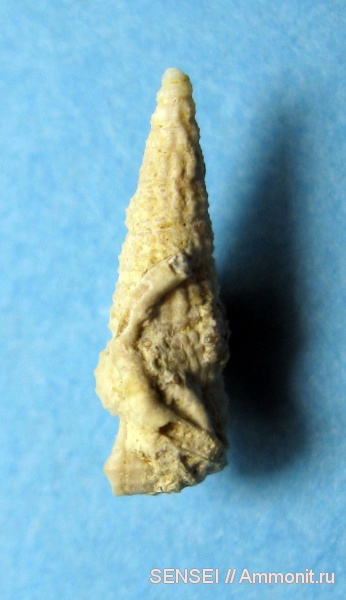 гастроподы, неоген, Serpula, Кубань, Cerithium scabrum